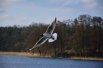 Flying Bird
