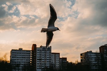 Flying Bird