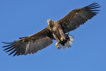 Flying Bird during Day