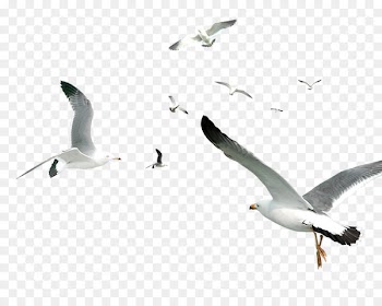 Flying Bird Gulls Flocks - White Simple Seagull Flying Bird Decorative Pattern 