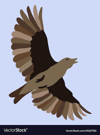flying bird in the sky