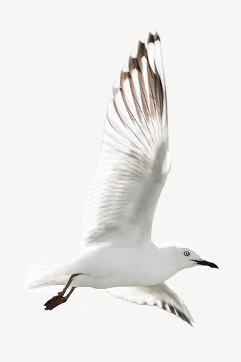 Flying bird, isolated animal image | Free PSD - rawpixel