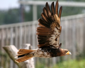 flying_bird.jpg