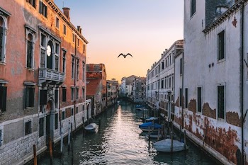 flying bird on Venice canal