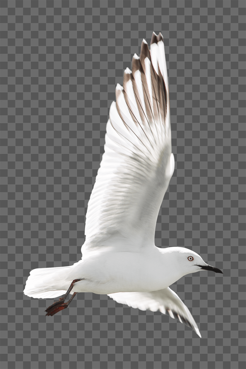 Flying bird png sticker, transparent | Free PNG - rawpixel