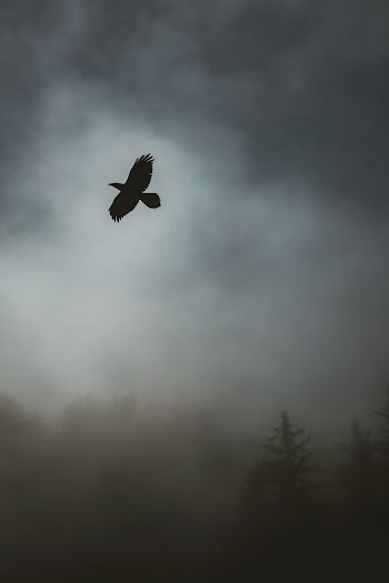 Flying Bird Under Humid Weather