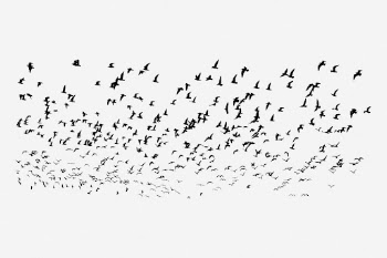 Flying birds, abstract white background. | Free Photo - rawpixel