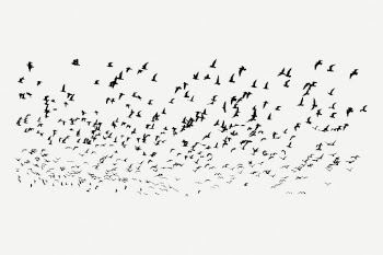 Flying birds, abstract white background | Free PSD - rawpixel