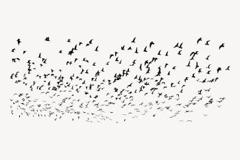 Flying birds, abstract white background | Free Vector - rawpixel
