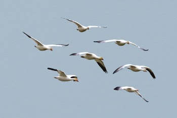 Flying birds, animal collage element | Free Photo - rawpixel