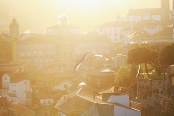 Flying Birds during Golden Hour