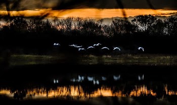 flying birds near body of water