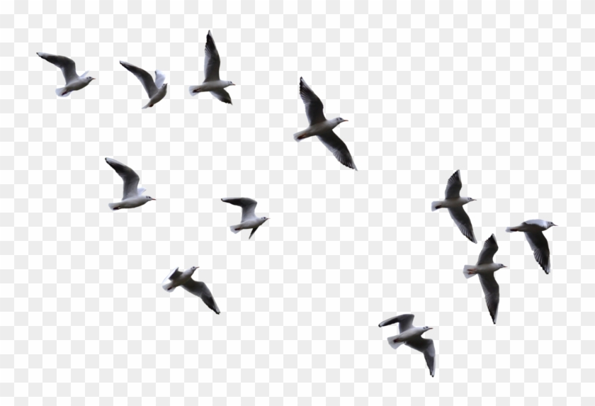 Flying Birds Png