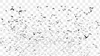 Flying birds png animal silhouette, | Free PNG - rawpixel