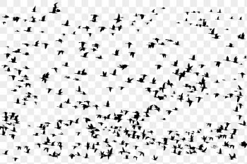 Flying birds png animal silhouette, | Free PNG - rawpixel