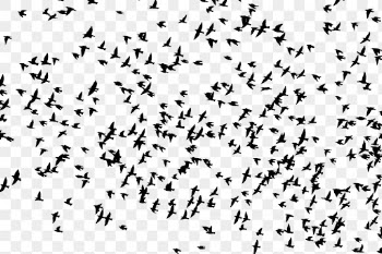 Flying birds png animal silhouette, | Free PNG - rawpixel