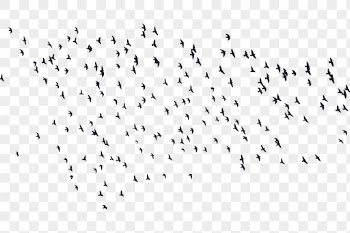Flying birds png sticker animal | Free PNG - rawpixel