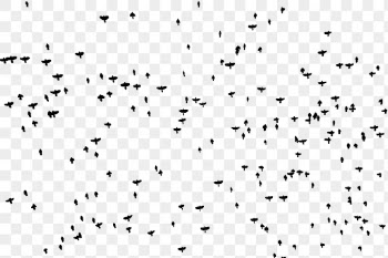 Flying birds png sticker animal | Free PNG - rawpixel
