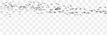 Flying birds png sticker animal | Free PNG - rawpixel
