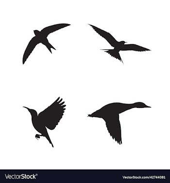 flying birds silhaoutte
