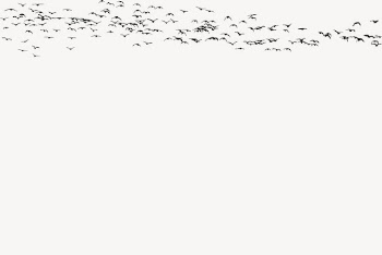 Flying birds silhouette clipart, animal | Free Vector - rawpixel