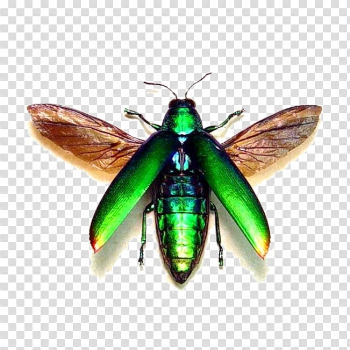 Flying Bug PNG Transparent Image