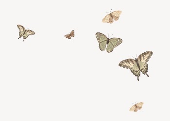 Flying butterflies border background, vector | Free Vector Illustration - rawpixel