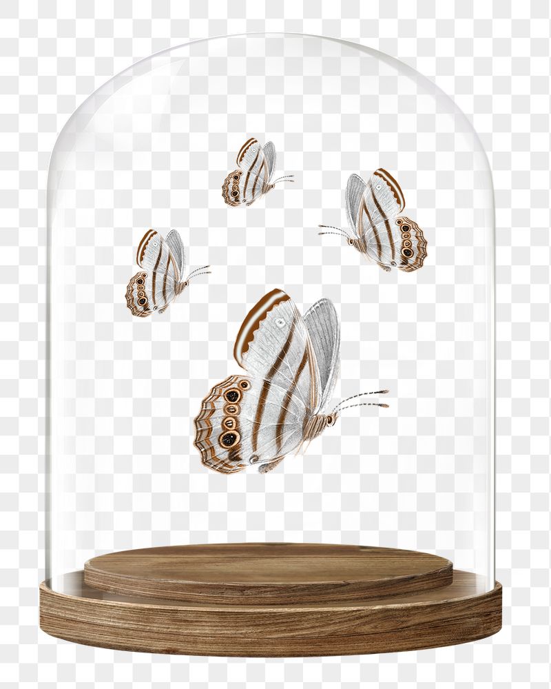 Flying butterflies png glass dome | Free PNG - rawpixel