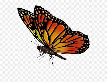 Flying Butterfly Png Images - Flying Butterfly Transparent ...