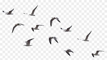 Flying Crows Clipart - Walk In The Woods Picsart