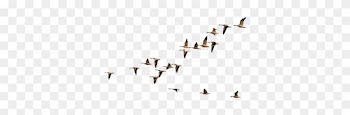 Flying Crows Png Birds Flying Ii By Geosammy On Deviantart - Geese Flying In Formation