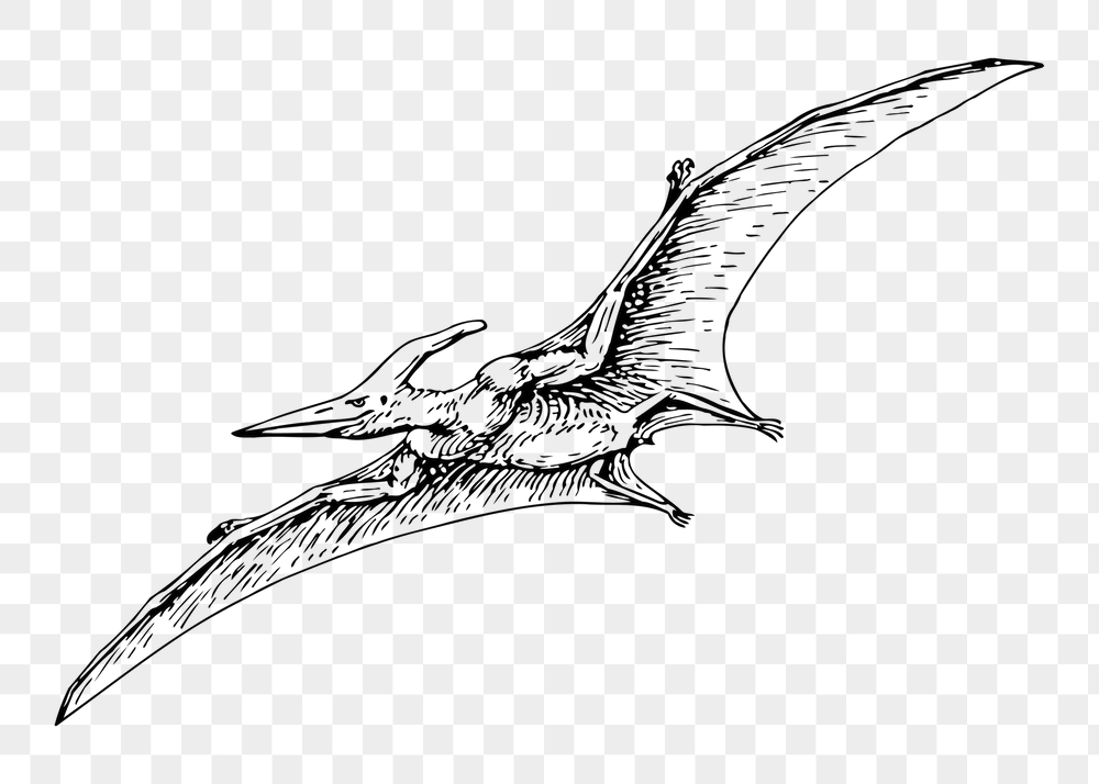 Flying dinosaur png sticker, extinct | Free PNG - rawpixel