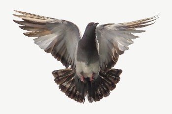 Flying dove collage element, isolated | Free PSD - rawpixel