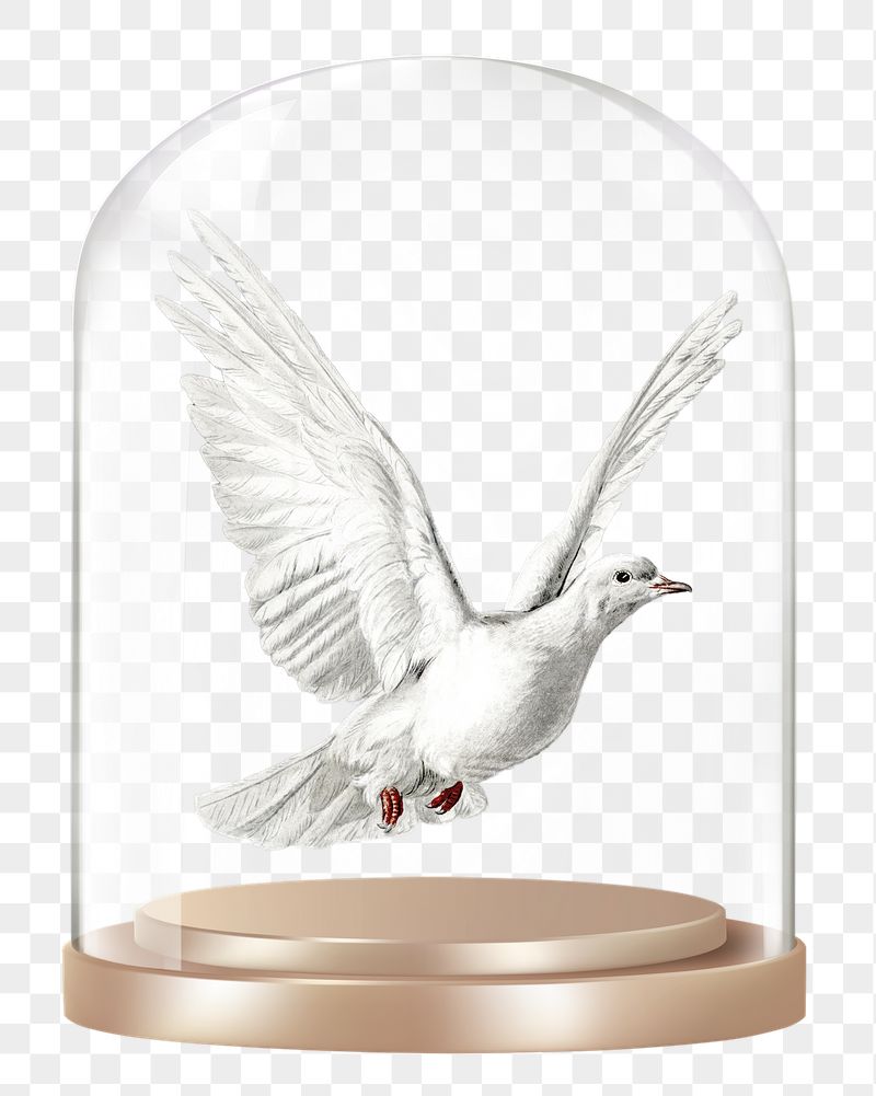 Flying dove png glass dome | Free PNG - rawpixel