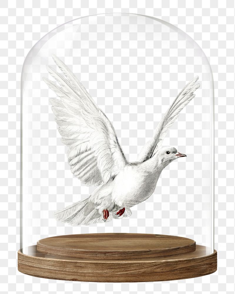 Flying dove png glass dome | Free PNG - rawpixel