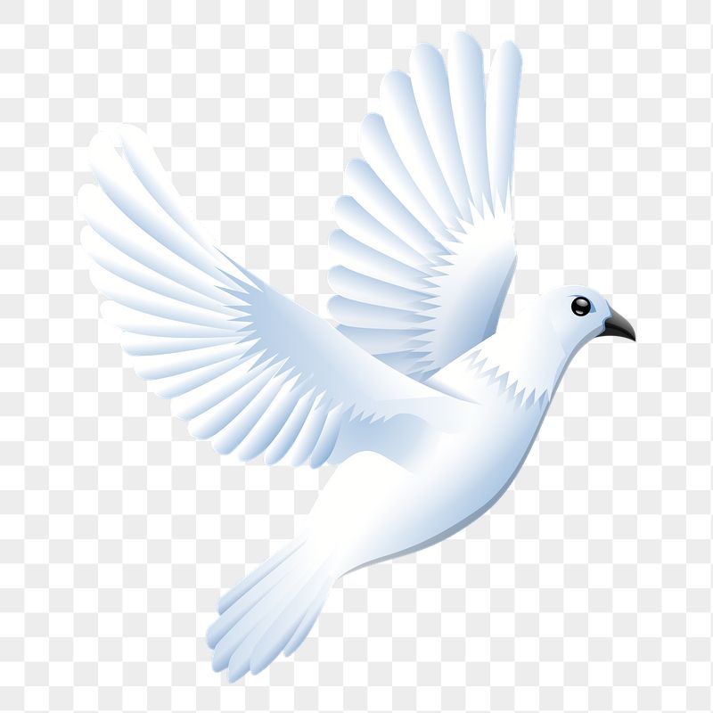 Flying dove png sticker, transparent | Free PNG - rawpixel