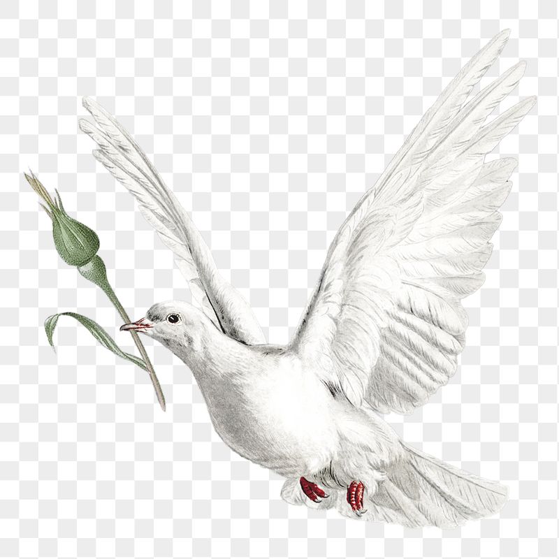 Flying dove png sticker, transparent | Free PNG - rawpixel