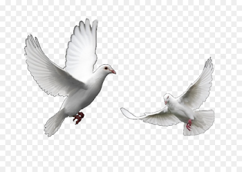 Flying Doves Png (98+ images in Collection) Page 1