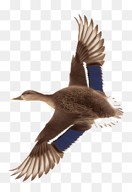 Flying Duck PNG Images | Vectors and PSD Files | Free Download on ...