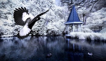 flying eagle and body of water surrounded by trees