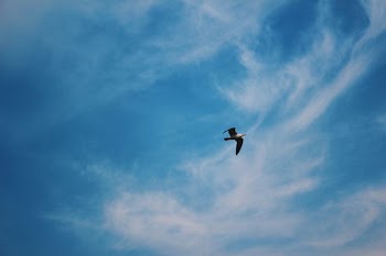 flying eagle below cumulus clouds