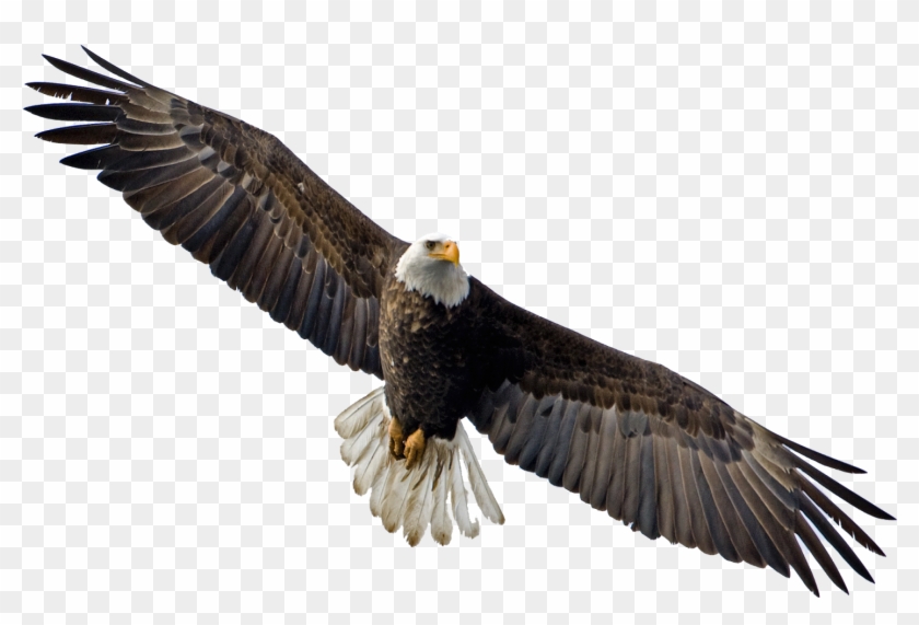 Flying Eagle Png Image - Bald Eagle Flying Png