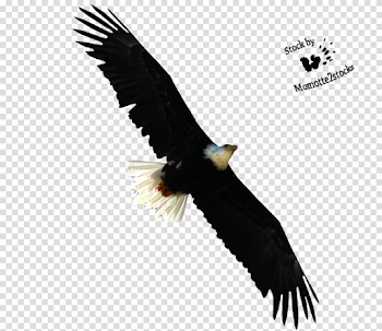 Flying Eagle PNG Photo