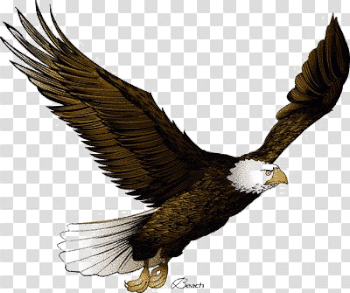 Flying Eagle PNG Pic
