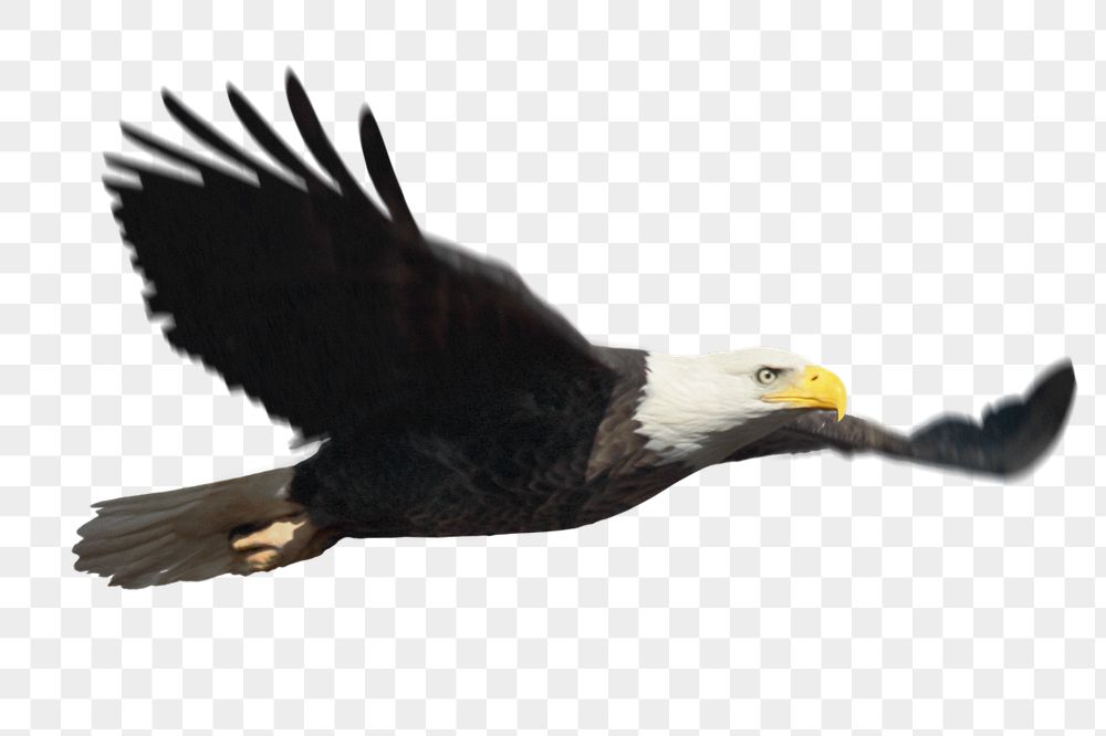 Flying eagle png sticker, wildlife | Free PNG - rawpixel