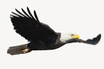 Flying eagle sticker, wildlife collage | Free PSD - rawpixel