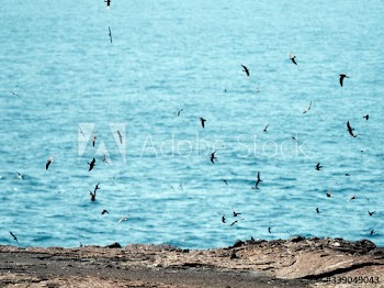 Flying Gal√°pagos Petrels