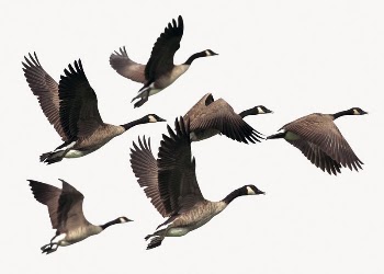 Flying geese, bird, animal isolated | Free Photo - rawpixel