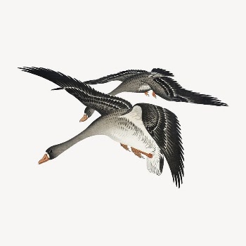 Flying geese collage element, Ohara | Free PSD Illustration - rawpixel