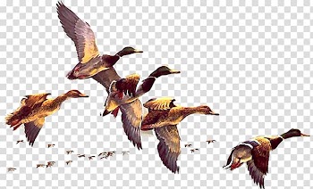 Flying geese golden material transparent background PNG clipart